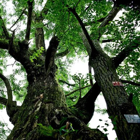 凤舞三国最强阵容大揭秘!究竟谁是最强阵容成员,打破游戏界的神秘! 凤舞三国最强阵容大揭秘!究竟谁是最强阵容成员,打破游戏界的神秘!