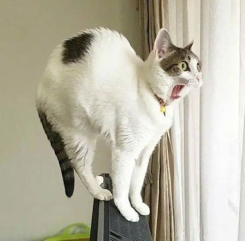详细解读尤猫醒醒资源全解锁步骤方法:如何巧妙操作实现尤猫醒醒app所有资源的全解锁