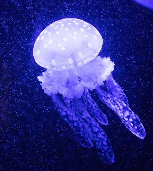 小鱼探险记网站:发现海底世界的神奇之旅,探寻隐藏在深海的惊喜与奥秘