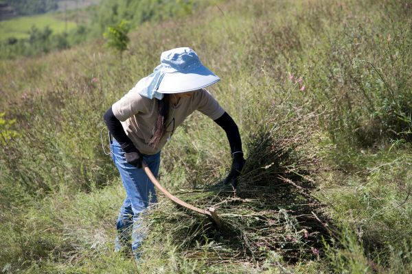 (割草意思)割草是词语吗?探讨割草在语言学中的定位和意义