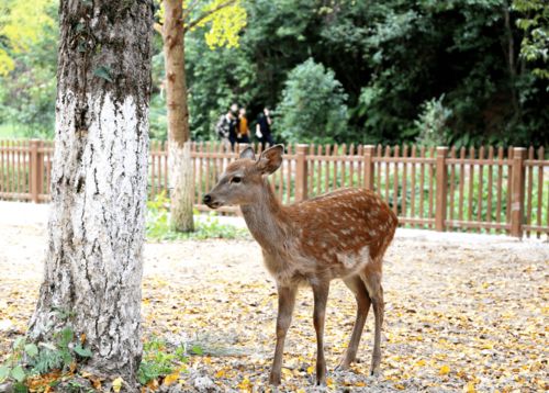 (梅花鹿 传说)探讨恐怖游戏中诡异梅花鹿人形象的创作及潜在心理影响 (梅花鹿 传说)探讨恐怖游戏中诡异梅花鹿人形象的创作及潜在心理影响