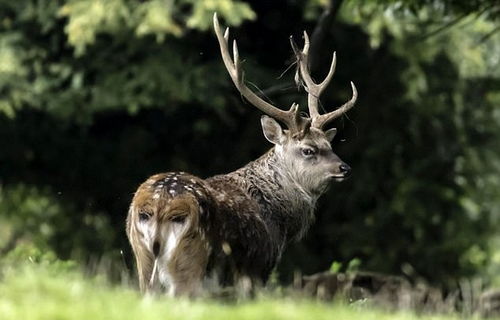 (梅花鹿 传说)探讨恐怖游戏中诡异梅花鹿人形象的创作及潜在心理影响