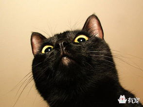 黑猫奇闻社揭秘:神秘的引子狐狸与华表之谜详解 黑猫奇闻社揭秘:神秘的引子狐狸与华表之谜详解