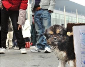 (成都火车可以托运宠物吗)成都到马兰火车旅行：是否可以携带宠物猫一同出行？
