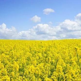 (“闪烁之光”)闪烁之光阵容:璀璨绽放,战力无敌,征服世界! (“闪烁之光”)闪烁之光阵容:璀璨绽放,战力无敌,征服世界!