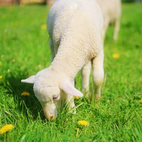 (凡人修仙传中妖兽的等级设定)从凡人到神兽：修仙传妖兽等级划分与晋升方法大揭秘