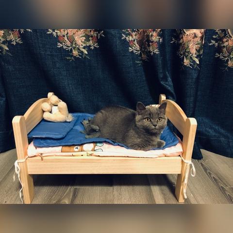 (爱猫的文人有哪些)在书香和猫咪的陪伴中，探寻爱猫文人背后的温柔与灵感