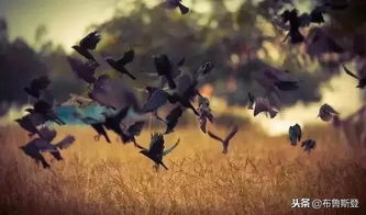 探秘神秘乌鸦森林：黑暗的树影、哀嚎的风声，荆棘丛生的迷雾之地