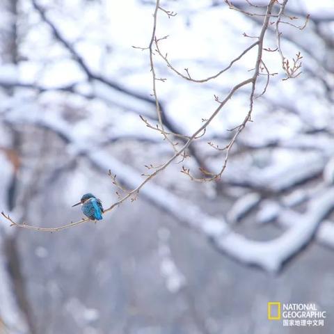 (皇家探险)皇家冒险团的奇遇故事：折相思的神秘和浪漫之旅