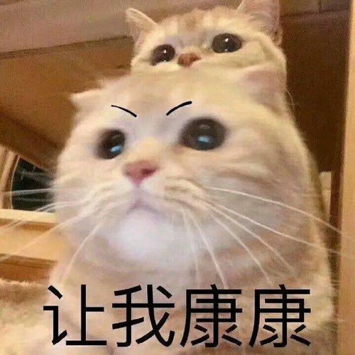 探秘如何在都市中养出天赋盖世的猫儿：我家猫开的修仙中心人气火爆背后的秘密