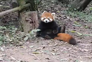 探秘如何在都市中养出天赋盖世的猫儿：我家猫开的修仙中心人气火爆背后的秘密