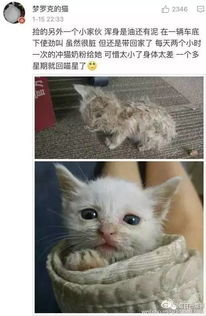 探秘如何在都市中养出天赋盖世的猫儿：我家猫开的修仙中心人气火爆背后的秘密