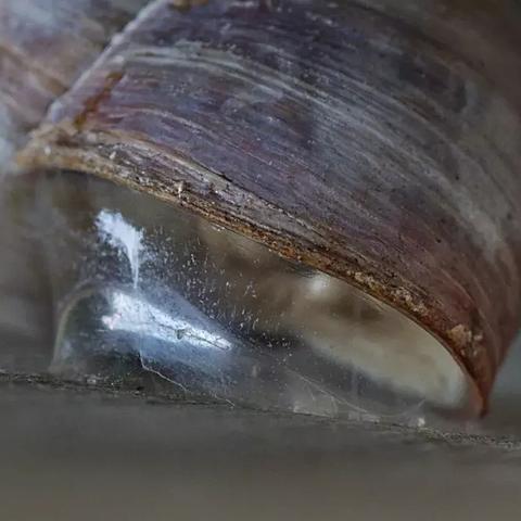 奔跑的蜗牛作品集：探索奇幻与现实的交汇，见证微小生命的传奇征程