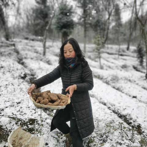 (掘地寻宝)掘地挖宝红包版：探索地下财富，赢取丰厚红包奖励的冒险之旅