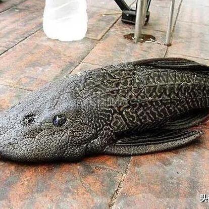 (魔兽世界部落钓鱼路线1-300)魔兽世界：详解部落阵营钓鱼技巧与独特鱼种攻略