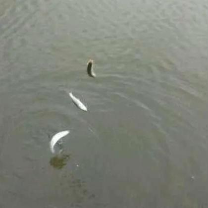 (魔兽世界部落钓鱼路线1-300)魔兽世界：详解部落阵营钓鱼技巧与独特鱼种攻略