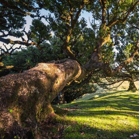 探秘神秘土想森林：古老传说背后隐藏的秘密与奇幻生物们