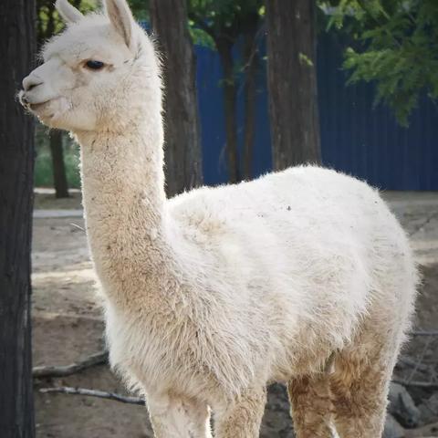 探秘奇妙动物园：带你体验一场有趣的动物园游与珍稀动物的亲密接触