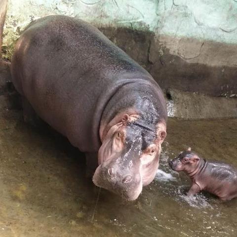 探秘奇妙动物园：带你体验一场有趣的动物园游与珍稀动物的亲密接触