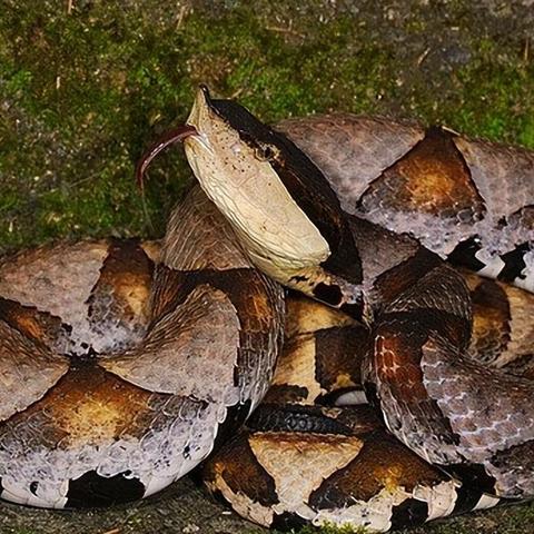 揭秘大冒险家2006：寻找宝藏、探索未知之地、勇闯危险险境的精彩冒险故事