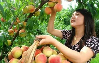 以李氏仙族桃梨李杏为主题，揭秘无冕之冠的果园之王 —— 异域稀奇果实盛展：一窥李氏仙族桃,梨,李,杏四大珍稀果品之秘密