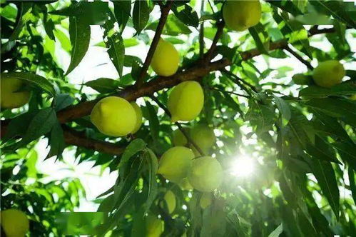 以李氏仙族桃梨李杏为主题，揭秘无冕之冠的果园之王 —— 异域稀奇果实盛展：一窥李氏仙族桃,梨,李,杏四大珍稀果品之秘密