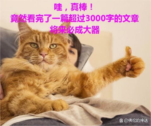 (喵喵mia去旅行)喵喵旅行：带你探索世界各地的猫咪风情与旅行故事