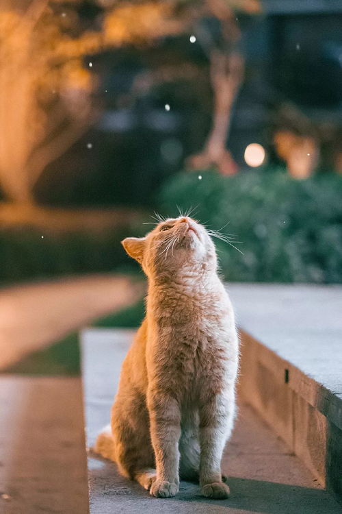 (喵喵mia去旅行)喵喵旅行:带你探索世界各地的猫咪风情与旅行故事 (喵喵mia去旅行)喵喵旅行:带你探索世界各地的猫咪风情与旅行故事