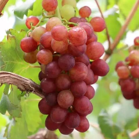 探索代号西瓜背后的故事：这一项目如何改变我们的生活与科技未来