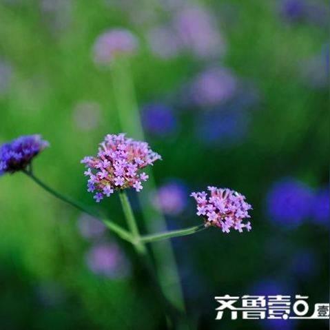 (梦幻西游紫气房子怎么建造)游戏中心：梦幻建造紫气房子的全步骤攻略与实用技巧分享