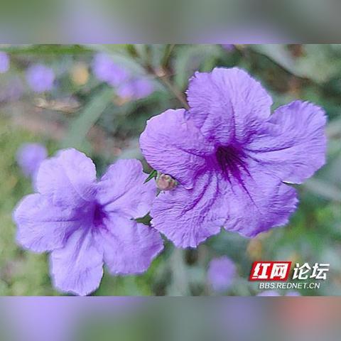 (梦幻西游紫气房子怎么建造)游戏中心：梦幻建造紫气房子的全步骤攻略与实用技巧分享