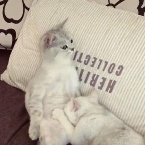 (喵星人联盟)喵星联盟礼包码兑换地点在哪里才能领取？