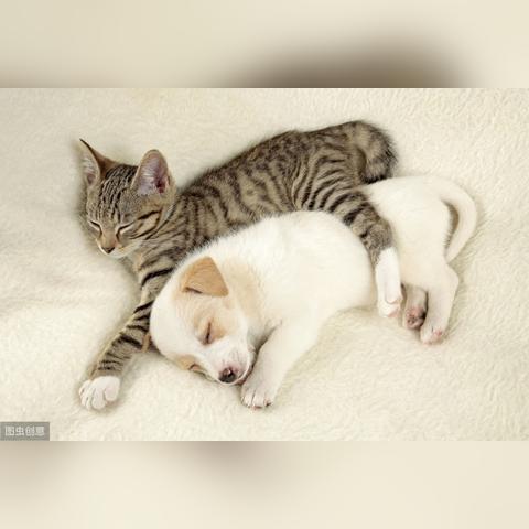 (宠物对于我们的意义)宠物：带给人类无限快乐和陪伴，你知道宠物对我们的意义吗？