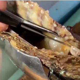 (宠物对于我们的意义)宠物：带给人类无限快乐和陪伴，你知道宠物对我们的意义吗？