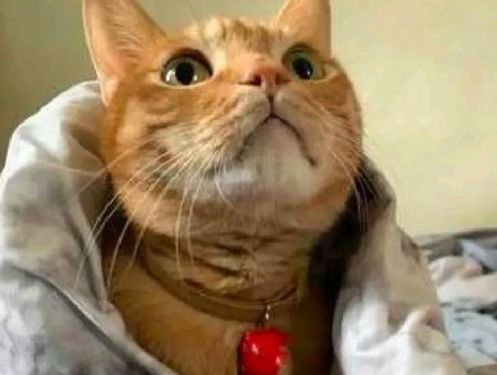 (天冷猫咪变得不精神)小猫天冷了没精神是什么症状？如何判断猫咪出现不同情况？