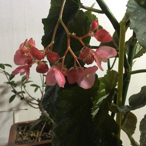 (小便憋不住有什么偏方吗?)如何调理小便憋不住的情况，避免尿到裤子里的尴尬与困扰指南