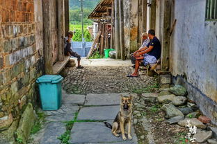 《阿呆和村庄》：一个温馨有趣的冒险故事，揭示村庄里藏着的秘密与真相