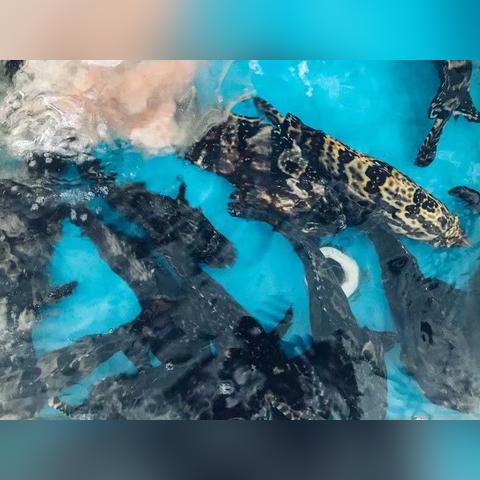 (神马玩意)神马筵席攻略：美食佳肴，齐齐享受盛宴，尽在眼前