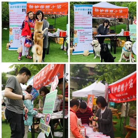 天天爱萌宠攻略：如何科学养育并提高宠物健康水平的详细介绍与实用建议