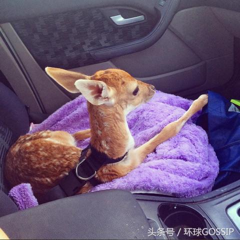 天天爱萌宠攻略：如何科学养育并提高宠物健康水平的详细介绍与实用建议