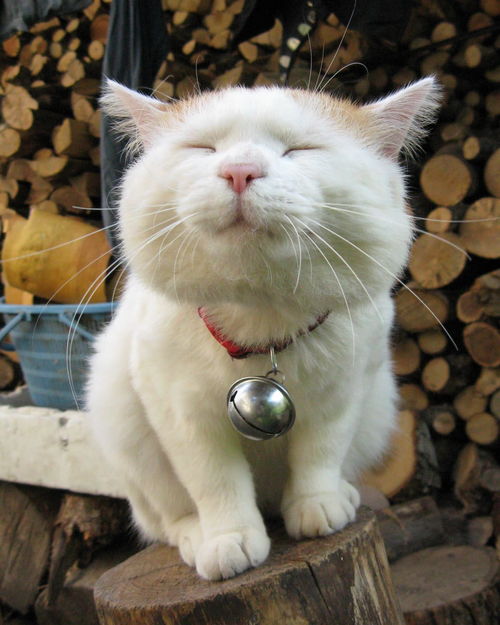 猫宅日记最新版下载：一窥无忧猫咪生活的点滴趣事和日常点点滴滴