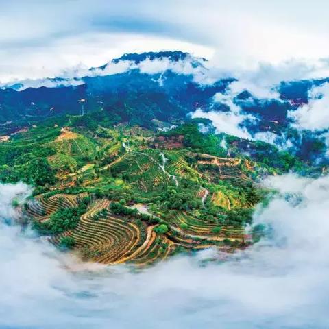 (冲泡茶饮推荐)品茗好去处:探寻十款适合冲泡的优质茶叶 (冲泡茶饮推荐)品茗好去处:探寻十款适合冲泡的优质茶叶