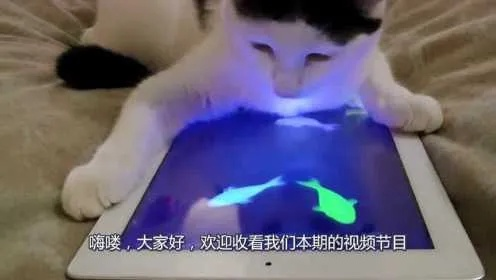 (猫咪在平板上玩鱼)小猫在平板上玩抓鱼游戏，捕捉每一条快乐