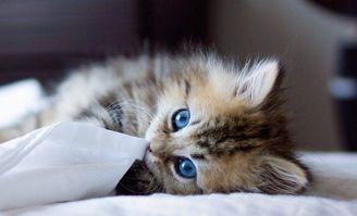 (猫咪大乱斗!)猫宅97:丛林大乱斗，猫咪们的冒险之旅引人入胜，乐趣无限