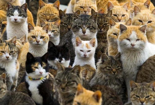 (猫咪大乱斗!)猫宅97:丛林大乱斗,猫咪们的冒险之旅引人入胜,乐趣无限 (猫咪大乱斗!)猫宅97:丛林大乱斗,猫咪们的冒险之旅引人入胜,乐趣无限