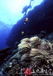 (下潜到海底)深海探秘：下潜下潜，揭秘海底奇观和生物多样性