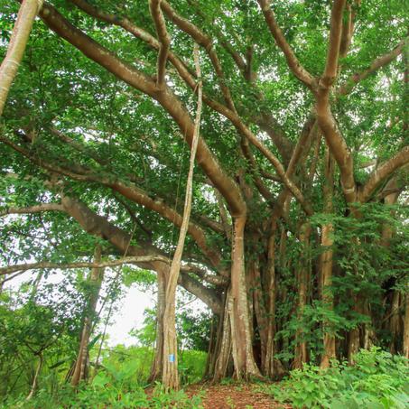 (丛林原始人部落电影)在丛林深处偶遇神秘原始人女子:探秘古老部落的秘密 (丛林原始人部落电影)在丛林深处偶遇神秘原始人女子:探秘古老部落的秘密