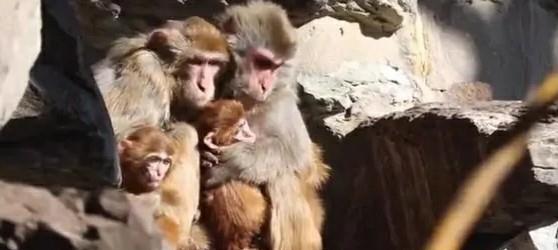 (原始人猴子)冲啊,原始人猴哥!带着什么装备战斗! (原始人猴子)冲啊,原始人猴哥!带着什么装备战斗!