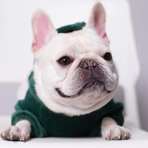 (法斗的价钱)法斗一般什么价位?解密宠物市场中的明星犬种价格涨跌 (法斗的价钱)法斗一般什么价位?解密宠物市场中的明星犬种价格涨跌