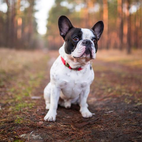 (法斗的价钱)法斗一般什么价位?解密宠物市场中的明星犬种价格涨跌 (法斗的价钱)法斗一般什么价位?解密宠物市场中的明星犬种价格涨跌